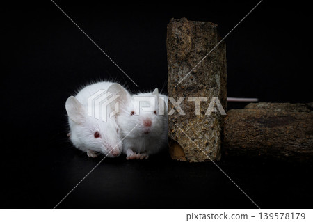 Pair of white albino mice (Mus musculus) interacting on wood logs, dark background. Pair of white albino mice (Mus musculus) interacting on wood logs, dark background. 139578179