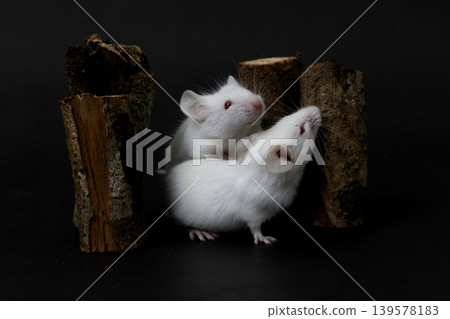 Pair of white albino mice (Mus musculus) interacting on wood logs, dark background. Pair of white albino mice (Mus musculus) interacting on wood logs, dark background. 139578183