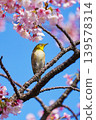 櫻花和mezzo 139578314