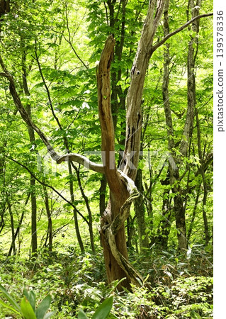 山谷溪流中新鮮的綠色植物,13 山谷溪流中新鮮的綠色植物,13 139578336