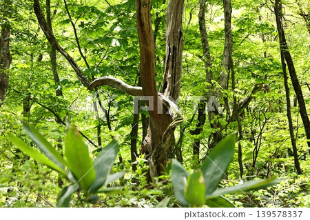 Fresh greenery in the valley stream, 12 Fresh greenery in the valley stream, 12 139578337