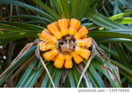 Okinawa Prefecture, Iriomote Island, Pandanus 139578409