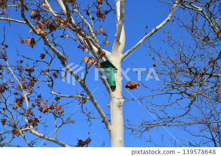 Birdhouse in bare winter tree against blue sky Birdhouse in bare winter tree against blue sky 139578648