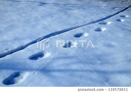 Animal footprints in fresh snow Animal footprints in fresh snow 139578651