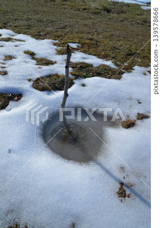 Melting snow around a small sapling in spring Melting snow around a small sapling in spring 139578666