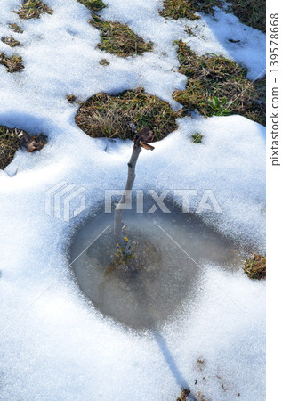 Melting snow around small sapling on grassy ground 139578668