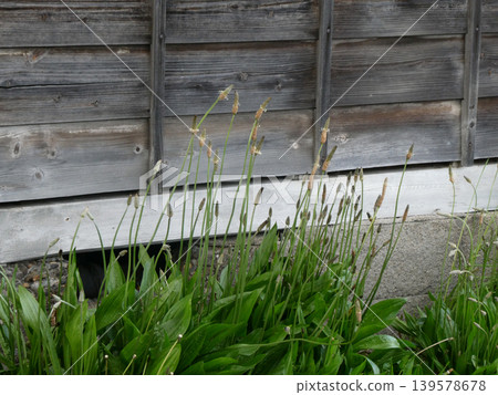 人們通常不喜歡的常見植物——闊葉車前草（Plantago lanceolata），實際上是一種用途廣泛的草本植物。這種入侵種，在一座古老的日本房屋花園裡盛開，的確是一種名副其實的草本植物。 139578678