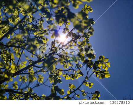 Sunlight Shining Through Green Tree Leaves Sunlight Shining Through Green Tree Leaves 139578810