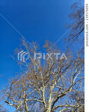 Bare tree branches against clear blue sky 139578894