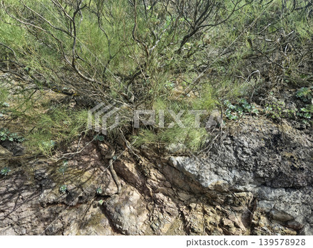 Wild shrubs growing on rocky hillside Wild shrubs growing on rocky hillside 139578928