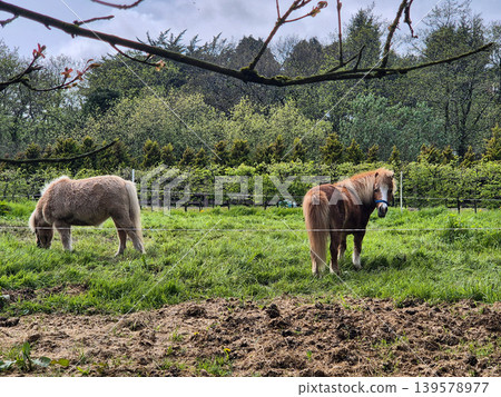 Two ponies grazing in a green pasture Two ponies grazing in a green pasture 139578977