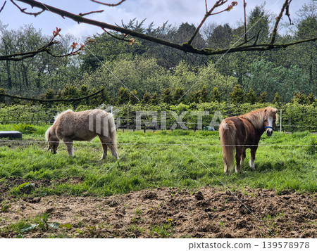 Two ponies grazing in a green pasture Two ponies grazing in a green pasture 139578978