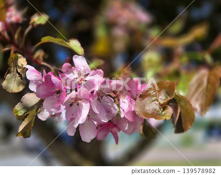 Pink spring blossoms on tree branch Pink spring blossoms on tree branch 139578982
