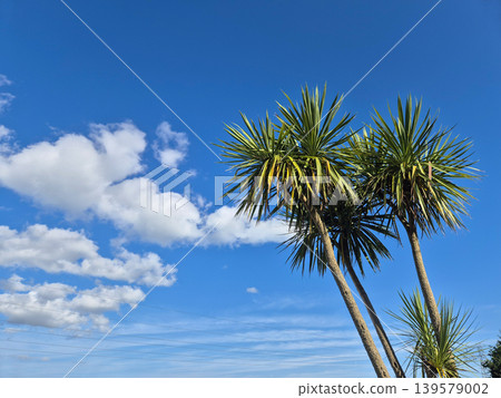 Tropical palm trees against blue sky and clouds Tropical palm trees against blue sky and clouds 139579002