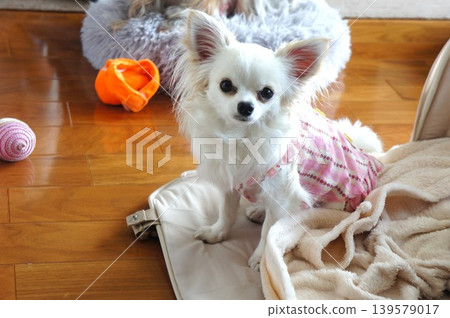 白色吉娃娃 白色吉娃娃 139579017
