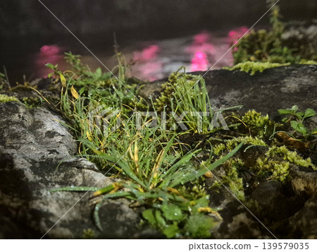 Dewy moss and grass growing on wet rocks 139579035