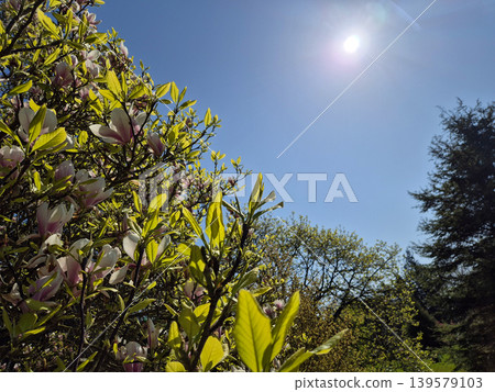 Blooming magnolia tree under bright spring sky Blooming magnolia tree under bright spring sky 139579103
