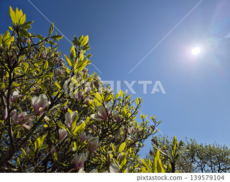 Blooming magnolia tree under bright spring sky Blooming magnolia tree under bright spring sky 139579104