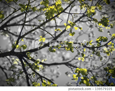 Sunlit green leaves on tree branches Sunlit green leaves on tree branches 139579105