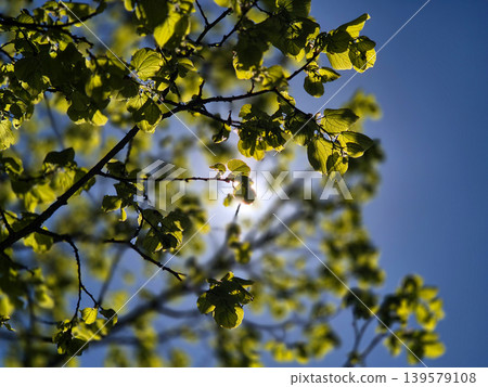 Sunlit green leaves against blue sky 139579108