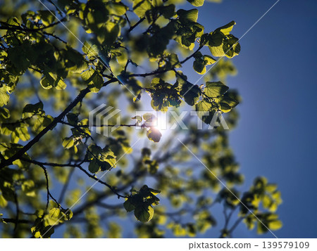 Sunlight Through Green Leaves Against Blue Sky Sunlight Through Green Leaves Against Blue Sky 139579109