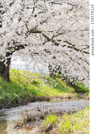Cherry blossoms along the river Cherry blossoms along the river 139579124