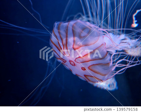 Jellyfish Floating in Deep Blue Water Jellyfish Floating in Deep Blue Water 139579158