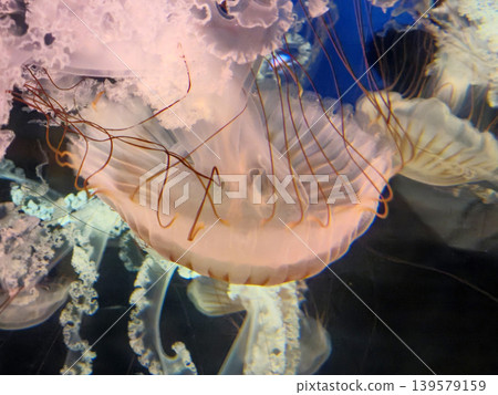 Translucent jellyfish drifting in dark water Translucent jellyfish drifting in dark water 139579159
