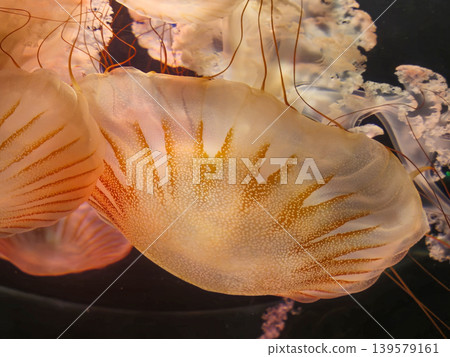 Glowing jellyfish drifting in dark water 139579161