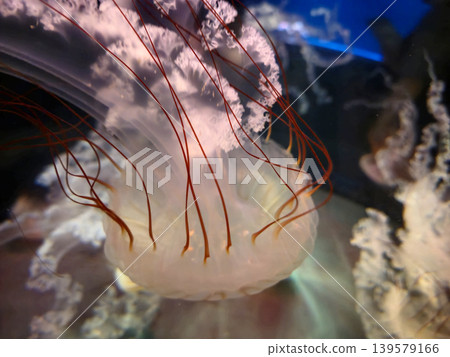 Close Up of a Translucent Jellyfish Swimming Close Up of a Translucent Jellyfish Swimming 139579166