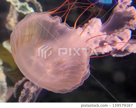 Translucent Jellyfish Floating in Dark Water Translucent Jellyfish Floating in Dark Water 139579167