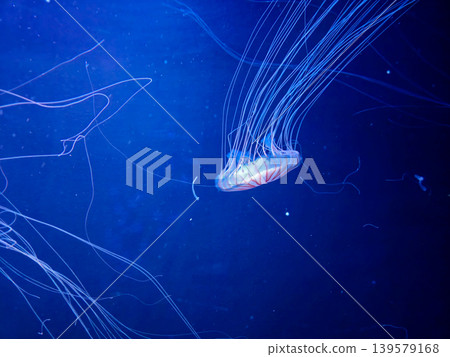 Jellyfish with Long Tentacles in Blue Water Jellyfish with Long Tentacles in Blue Water 139579168
