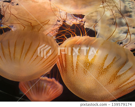 Glowing Jellyfish in Dark Aquarium Water Glowing Jellyfish in Dark Aquarium Water 139579174