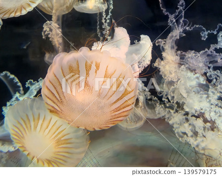 Floating jellyfish in dark underwater scene Floating jellyfish in dark underwater scene 139579175