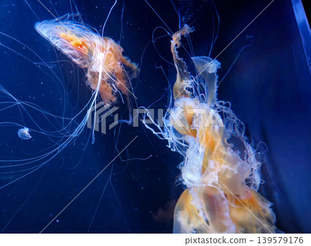 Glowing jellyfish drifting in deep blue water Glowing jellyfish drifting in deep blue water 139579176