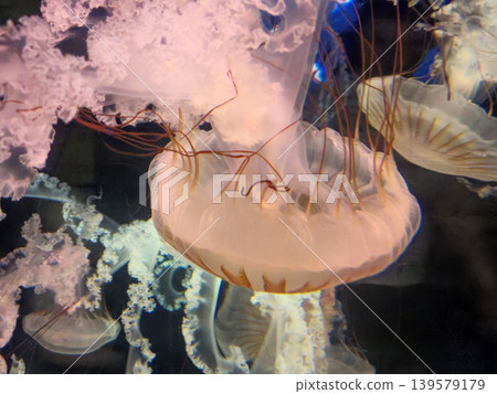 Glowing jellyfish drifting in dark aquarium water Glowing jellyfish drifting in dark aquarium water 139579179