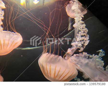 Glowing jellyfish floating in dark aquarium water Glowing jellyfish floating in dark aquarium water 139579180