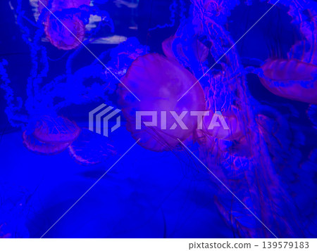 Glowing jellyfish drifting in blue aquarium water Glowing jellyfish drifting in blue aquarium water 139579183