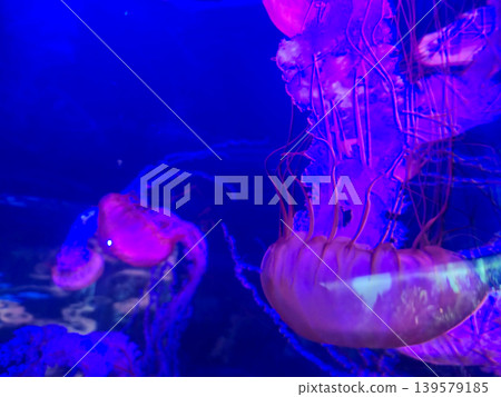 Jellyfish Floating in Blue Aquarium Light Jellyfish Floating in Blue Aquarium Light 139579185