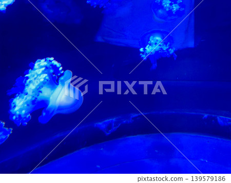 Glowing blue jellyfish in dark aquarium water Glowing blue jellyfish in dark aquarium water 139579186
