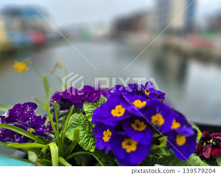Purple spring flowers with blurred urban canal background Purple spring flowers with blurred urban canal background 139579204