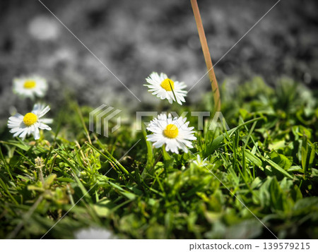 White daisies growing in green grass White daisies growing in green grass 139579215