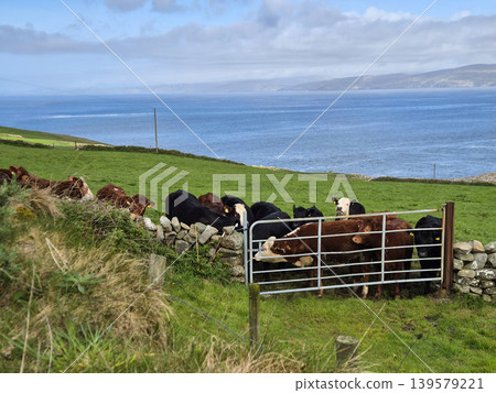 Herd of cows gathered by a coastal pasture gate Herd of cows gathered by a coastal pasture gate 139579221
