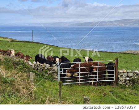 Cattle grazing on coastal pasture by the sea 139579357