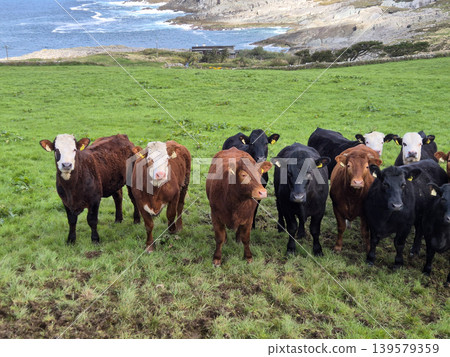 Herd of cattle grazing on coastal pasture 139579359