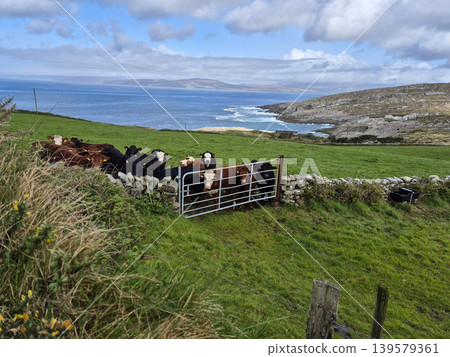 Cattle Gathered on Coastal Green Pasture 139579361