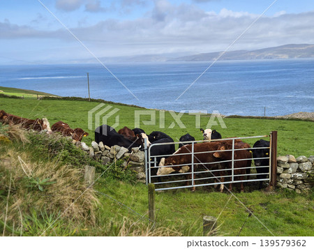 Cattle Gathered at Gate on Coastal Pasture 139579362