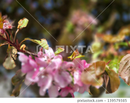 Pink Blossom Branch in Soft Focus Pink Blossom Branch in Soft Focus 139579385