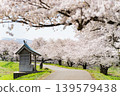 櫻花的風景 139579438