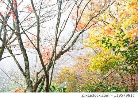 Photographing Jinzoji Temple, Kameoka City, Kyoto Prefecture, a famous spot for autumn leaves that is loved by locals Photographing Jinzoji Temple, Kameoka City, Kyoto Prefecture, a famous spot for autumn leaves that is loved by locals 139579615